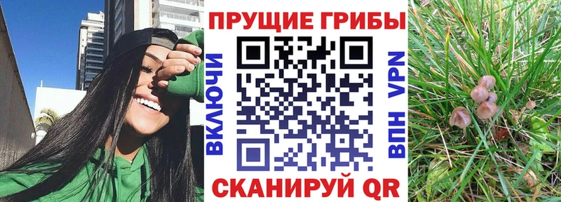 как найти Старица Галлюциногенные грибы Psilocybe